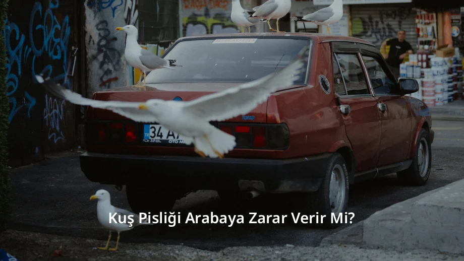 Kuş Pisliği Arabaya Zarar Verir Mi
